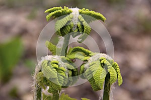 Fertile fronds of cinnamon fern in early spring.
