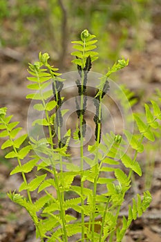 Fertile fronds of the interrupted fern in Goodwin State Forest