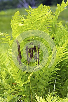 Fertile fronds of interrupted fern from Newbury, New Hampshire