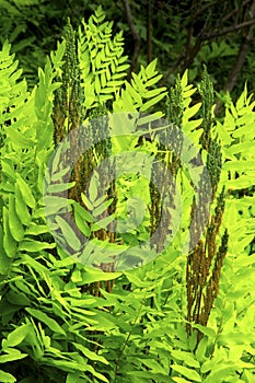 Fertile fronds of royal fern, White Memorial, Litchfield, Connecticut.