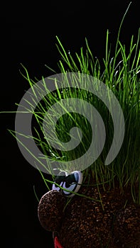 Fertile funny vermiculite figure with grass growing on its head, dark background