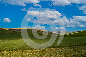 Fertile green land of Morocco, Africa. Green agriculture fields environment with sheep pasture.