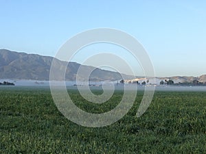Fertile green rich farmland field by mountain plain crop morning dew sunrise