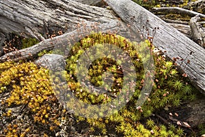 Fertile hair-cap moss with driftwood logs, Flagstaff Lake, Maine