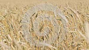 Fertile harvest on sunny summer day. Golden ears of wheat sway in wind in farm field. Slow motion.