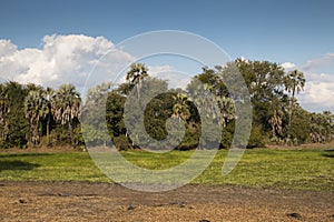 Fertile lake in Gorongosa National Park