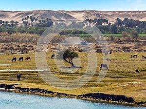 Fertile land bordering the river Nile gives way to the desert beyond in Egypt