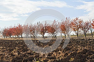 Fertile land with red leaves orchard background