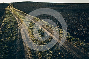 Fertile land. The road going to the horizon in the field