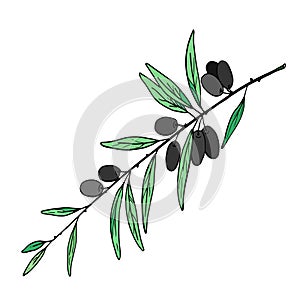 Fertile olive branch with fruits