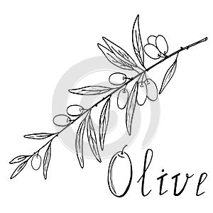 Fertile olive branch with fruits