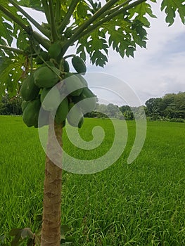 Fertile papaya fruit