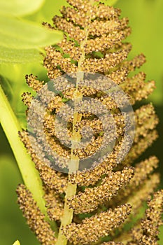 Fertile pinna of interrupted fern from Newbury, New Hampshire