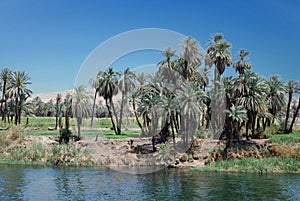 Fertile plains at river Nile in Egypt