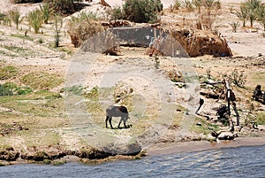 Fertile plains at river Nile in Egypt