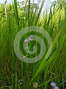 fertile plants in Indonesia