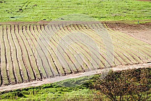 Fertile ploughed farm land