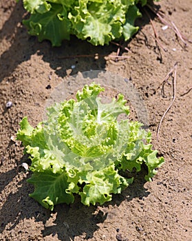 fertile sandy soil and green lettuce sprouted