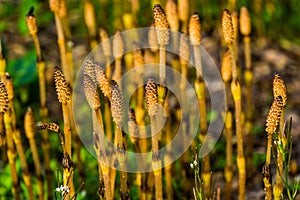 Fertile shoots in spring of field horsetails, widely spread plant around the northern hemisphere photo