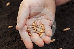 Fertile soil in which wheat seeds are planted