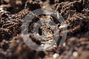 Fertile soil in which wheat seeds are planted