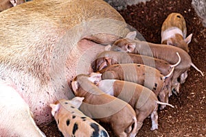 Fertile sow lying on hay and piglets suckling