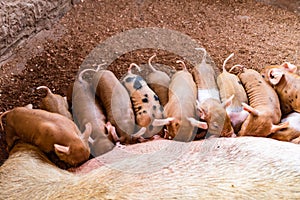 Fertile sow lying on hay and piglets suckling