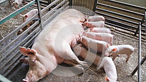 Fertile sow lying on straw and piglets suckling in barn