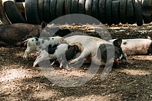 Fertile sow lying on straw and piglets suckling.farm, tires, zoo Vietnamese pigs