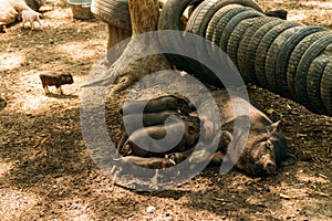 Fertile sow lying on straw and piglets suckling. farm, tires, zoo Vietnamese pigs