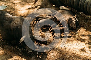 Fertile sow lying on straw and piglets suckling. farm, tires, zoo Vietnamese pigs