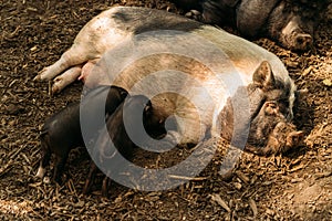 Fertile sow lying on straw and piglets suckling.farm, zoo Vietnamese pigs