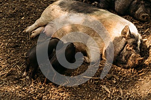 Fertile sow lying on straw and piglets suckling.farm, zoo Vietnamese pigs