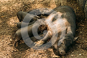 Fertile sow lying on straw and piglets suckling.farm, zoo Vietnamese pigs