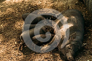 Fertile sow lying on straw and piglets suckling.farm, zoo Vietnamese pigs