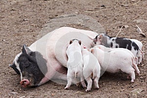 Fertile sow and piglets