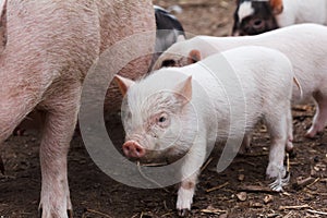 Fertile sow and piglets