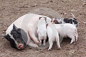 Fertile sow and piglets