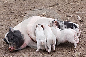 Fertile sow and piglets on farm