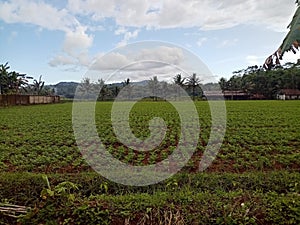 Fertile vegetable land grows vegetables