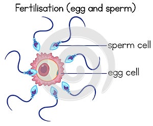 Fertilisation of egg and sperm diagram photo