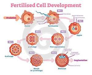 Fertilised Cell development diagram, vector illustration. Educational medical information.