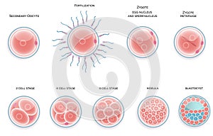 Fertilised cell development. Stages from fertilization till morula cell.