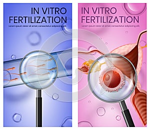 Fertilised Eggs in Uterus and Test Tube with Sperm