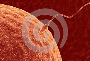 Fertilization