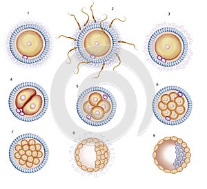 Fertilization of the egg