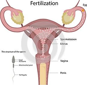 Fertilization of the egg. Sperm movement. The structure of the sperm. Fertility