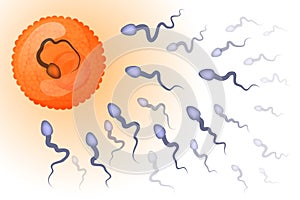 Fertilization of an egg by a sperm