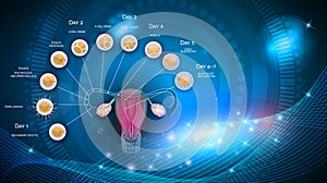 Embryo development