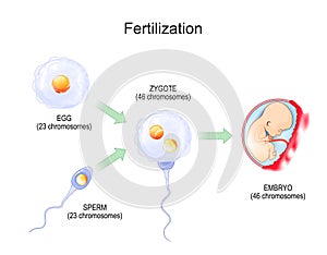 Fertilization. Fertilisation from egg plus sperm to zygote and Embryo